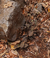 Eulophia roseovariegata, cryptic among rocks, leaf litter and red soil, Ankarana Tsingy NP, Madagascar