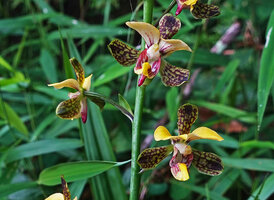 Eulophia streptopetala, flowers, way to Bondwa Peak, 1300 m asl, Mts Uluguru, Tanzania