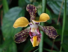 Eulophia streptopetala, flower, way to Bondwa Peak, 1300 m asl, Mts Uluguru, Tanzania