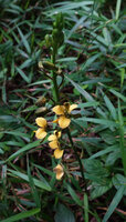 Eulophia streptopetala, inflorescence top view, way to Bondwa Peak, 1300 m asl, Mts Uluguru, Tanzania