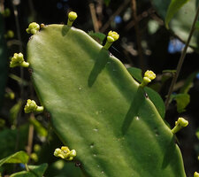 Euphorbia antiquorum, cyathia at anthesis, Anamalai Tiger Reserve, Tamil Nadu, India