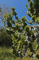 Euphorbia antiquorum, flowering stems densely covered with cyathia at anthesis, Anamalai Tiger Reserve, Tamil Nadu, India