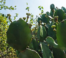 Euphorbia antiquorum, mature tricoccous capsular fruits, Anamalai Tiger Reserve, Tamil Nadu, India