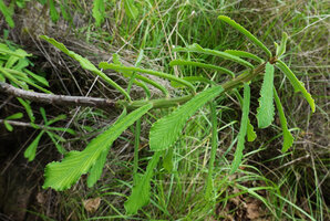 Euphorbia biselegans, seasonal growth during the rainy season exemplified by the numerous young leaves and bright green new part of the stem, Lupita island, Kipili, Lake Tanganyika, Tanzania