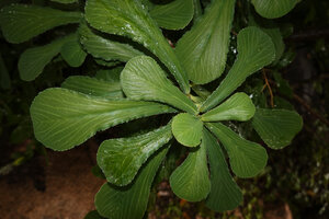 Euphorbia biselegans, spathulate leaves with prominent venation, Lupita island, Kipili, Lake Tanganyika, Tanzania
