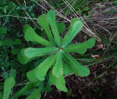 Euphorbia biselegans, top view of a young individual in forest understory, Lupita island, Kipili, Lake Tanganyika, Tanzania