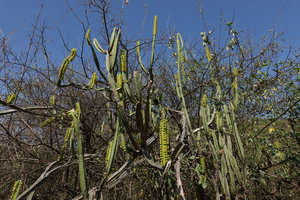 Euphorbia borenensis in habitat, flowering stems, Nech Sar NP,  Arba Minch, Ethiopia