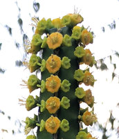 Euphorbia borenensis, male and female cyathia at the top of the stem, Nech Sar NP,  Arba Minch, Ethiopia