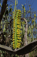 Euphorbia borenensis, sequenced flowering with one central orange male and two lateral yellow female cyathia, Nech Sar NP,  Arba Minch, Ethiopia
