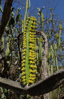 Euphorbia borenensis, sequenced flowering with one central orange male and two lateral yellow female cyathia, Nech Sar NP,  Arba Minch, Ethiopia
