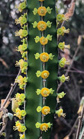 Euphorbia borenensis, sequenced flowering with one central orange male cyathium and two lateral yellow female cyathia, Nech Sar NP,  Arba Minch, Ethiopia