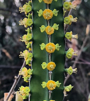 Euphorbia borenensis, sequenced flowering with one central orange male cyathium and two lateral yellow green female cyathia, Nech Sar NP,  Arba Minch, Ethiopia