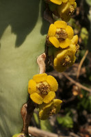 Euphorbia cooperi, cyathia close up, Mumbo Island, Lake Malawi NP