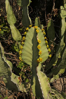 Euphorbia cooperi, flowering branch, Mumbo Island, Lake Malawi NP