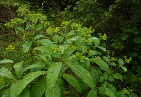 Euphorbia sp., branched inflorescences, Lupita island, Kipili, Lake Tanganyika, Tanzania