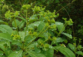 Euphorbia sp., branched inflorescences with some maturing fruits, Lupita island, Kipili, Lake Tanganyika, Tanzania
