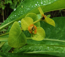 Euphorbia sp., cyathium, Lupita island, Kipili, Lake Tanganyika, Tanzania