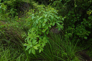 Euphorbia sp. in open habitat, just above the lake shore, Lupita island, Kipili, Lake Tanganyika, Tanzania