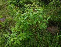 Euphorbia sp. in open habitat, soft wooded branched stem, Lupita island, Kipili, Lake Tanganyika, Tanzania