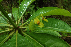 Euphorbia sp., pseudo verticillate leaves, furrowed stem and cyathium, Lupita island, Kipili, Lake Tanganyika, Tanzania
