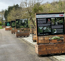Exhibition in Nancy Botanical Garden by Patrick Blanc, Les Intrigantes de l&#039;Ombre, April 2023