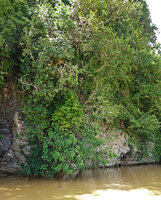 Fagraea auriculata hanging down from a limestone cliff over the river, Sukau, Kinabatangan, Sabah, Borneo