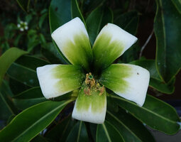 Fagraea auriculata, Kinabatangan, Sabah, Borneo