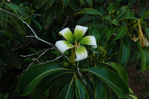 Fagraea auriculata, leaves and flower, Sukau, Kinabatangan, Sabah, Borneo