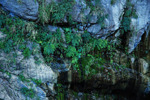 Falaise marbre avec Arundo formosana, Alocasia macrorrhizos, Boehmeria densiflora, Taroko, Taiwan.
