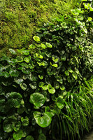 Farfugium japonicum on the vertical garden, Shinkansen station, Yamaguchi, Japan