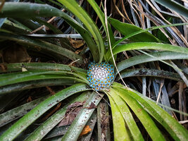 Fascicularia bicolor flowering many years after its installation on the vertical garden at Oasis d'Aboukir, Paris, Sept. 2025