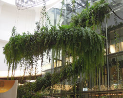 Ferns, Anthurium, Hoya, Cissus, growing on the Rain Forest Chandelier, EmQuartier, Bangkok, May 2016