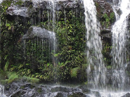 Ferns covering rocks under a waterfall, Queenstown, Tasmania