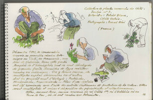 Festival international des Jardins, Chaumont-sur-Loire, 1994, aquarelles Fabrice Moireau