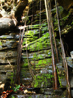 Ficus abutilifolia roots on humid mossy canyon cliff, Mali