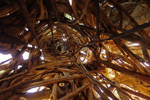 Ficus altissima, cathedral anastomosing root network, host tree trunk dead long time ago, Tangkoko, Noth Sulawesi