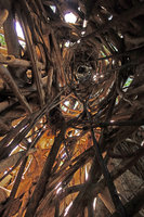 Ficus altissima, central view of the anastomosing root network, host tree trunk dead long time ago, Tangkoko, Noth Sulawesi