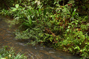 Ficus bambusifolia as a small plagiotropic shrub in its rheophytic habitat, Colo-I-Suva, Viti Levu, Fiji, Aug. 2016