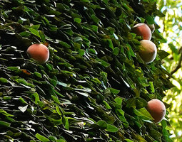 Ficus barba jovis, a neotenic species producing huge velvety figs, among the biggest of the genus, Sepilok FR, Sabah, Borneo