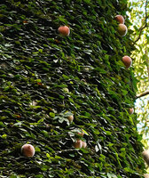 Ficus barba jovis, a neotenic species producing only appressed bathyphylls and huge velvety figs, among the biggest of the genus, Sepilok FR, Sabah, Borneo