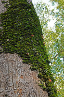 Ficus barba jovis, a species producing only tightly appressed stems fixed by adventitious roots, the figs appearing directly on these stems, Sepilok FR, Sabah, Borneo