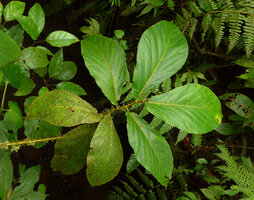 Ficus barclayana in forest understory, Des Voeux Peak, Taveuni, Fiji