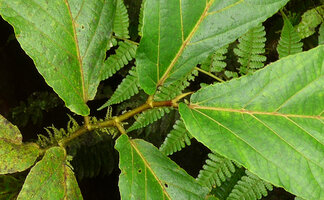Ficus barclayana, strongly asymmetric leaf base and dentate blade margin, Des Voeux Peak, Taveuni, Fiji