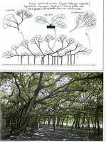 Ficus benghalensis, growth habits, Calcutta Botanical Garden in Blanc P. - 2004 - S&#039;éviter, se réajuster, se mimer, se répéter, de l&#039;art de la cohabitation chez les plantes de sous-bois - Hommes et Plantes 48, 22-37.jpg