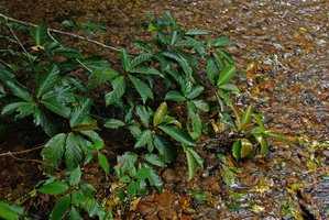 Ficus benguetensis, branch rooting in water of a forest stream, Okinawa, Japan