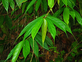 Ficus cf. scandens, leaf tips ending as very long acumens, Selangor, Malaysia