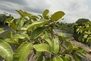 Ficus cf. ingens with ant domatia on some branches, old bridge over Sanaga river, Edea, Cameroun