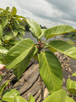 Ficus cf. ingens with stipular ant domatia, old bridge over Sanaga river, Edea, Cameroun
