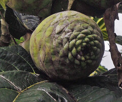 Ficus damaropsis, sycone, Rondon Ridge, 2000 m asl, Papua New Guinea