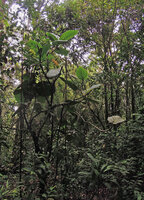 Ficus dammaropsis, branched individual in forest understory, Rondon Ridge 2000 m asl, Mount Hagen, Papua New Guinea